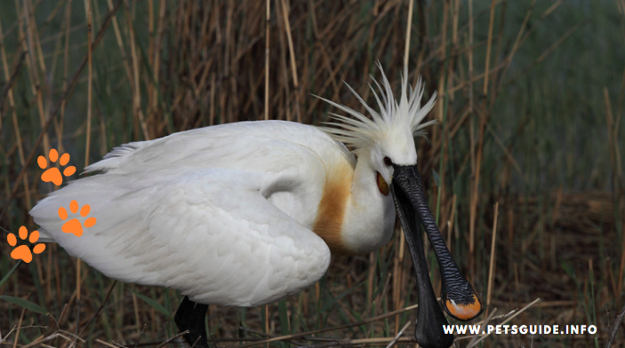 birds with the longest beaks - Eurasian Spoonbill