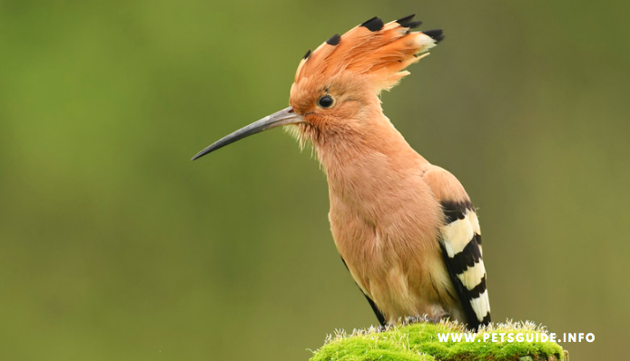 The Hoopoe Bird