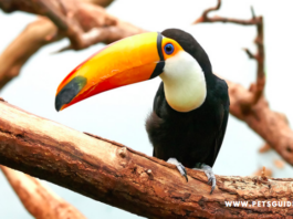 Top 9 Birds with the Longest Beaks - Find out why!
