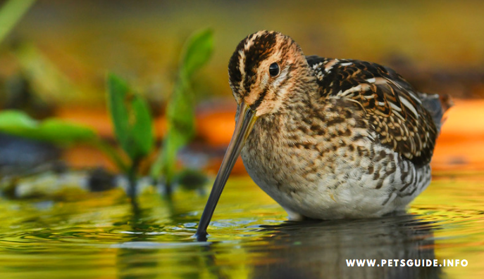 Common Snipe Bird