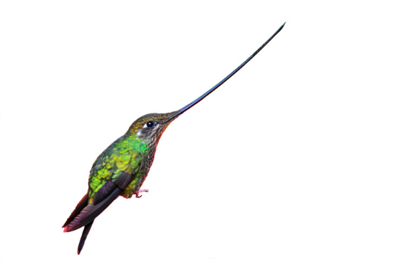 sword billed humming bird - bird with the longest beak