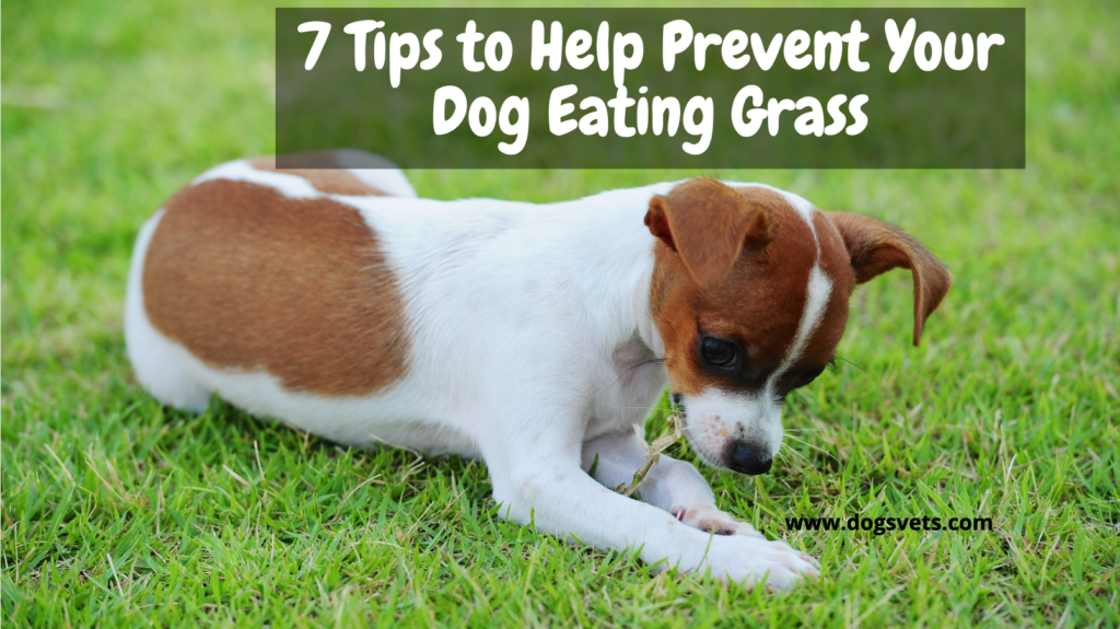 草を食べる犬 あなたの犬が草を食べるのを防ぐのに役立つ7つのヒント