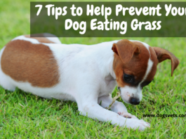 Psy, które jedzą trawę: 7 wskazówek, jak zapobiegać jedzeniu trawy przez psa