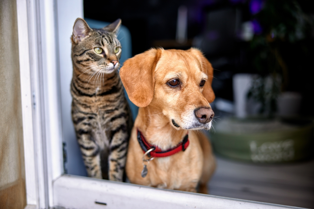 7 Tips for Leaving Your Pet Home Alone