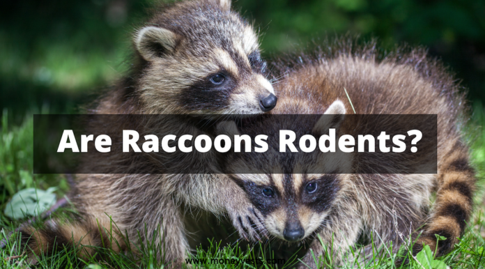 Are Raccoons Rodents?