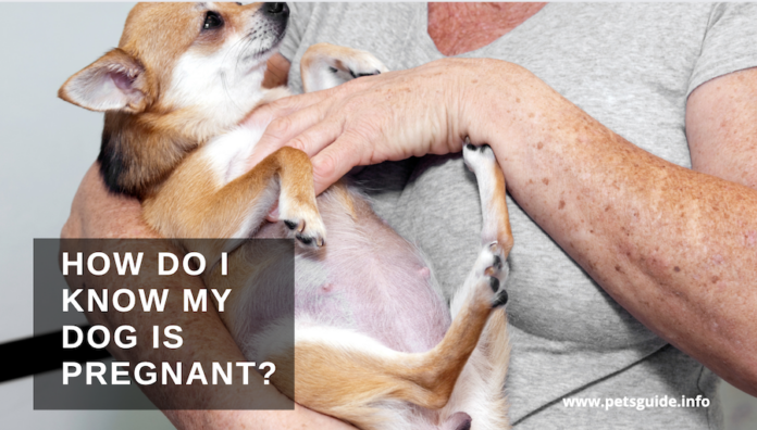 How Do I Know My Dog Is Pregnant? 3 Tips to Know