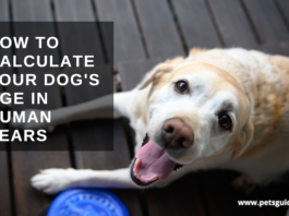 How to Calculate Your Dog's Age in Human Years - Why some live longer?