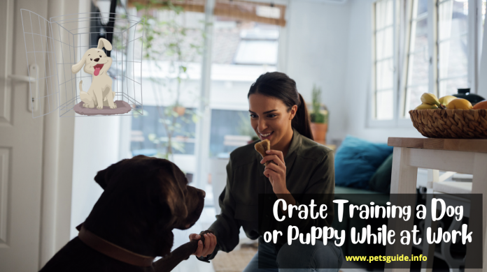 Crate Training a Dog or Puppy While at Work