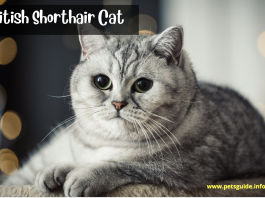 9 najważniejszych faktów na temat brytyjskiego kota krótkowłosego (przewodnik po zwierzętach)