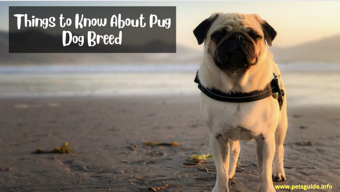 9 Things to Know About Pug Dog Breed (Pets Guide)