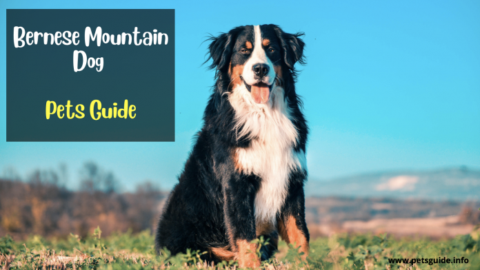 Top 9 Things to Know About Bernese Mountain Dog (Pets Guide)