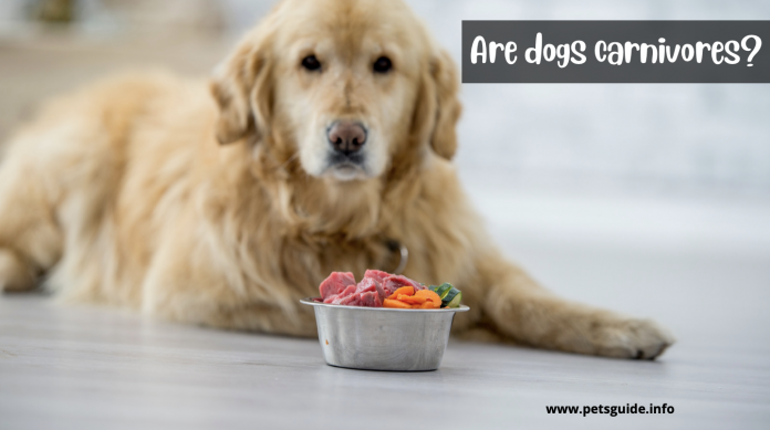 Are dogs carnivores? 7 Things you need to know
