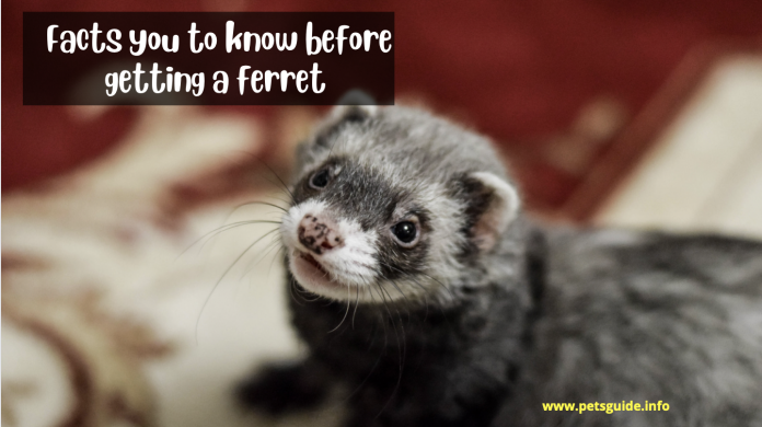 5 Facts you to know before getting a ferret in 2022