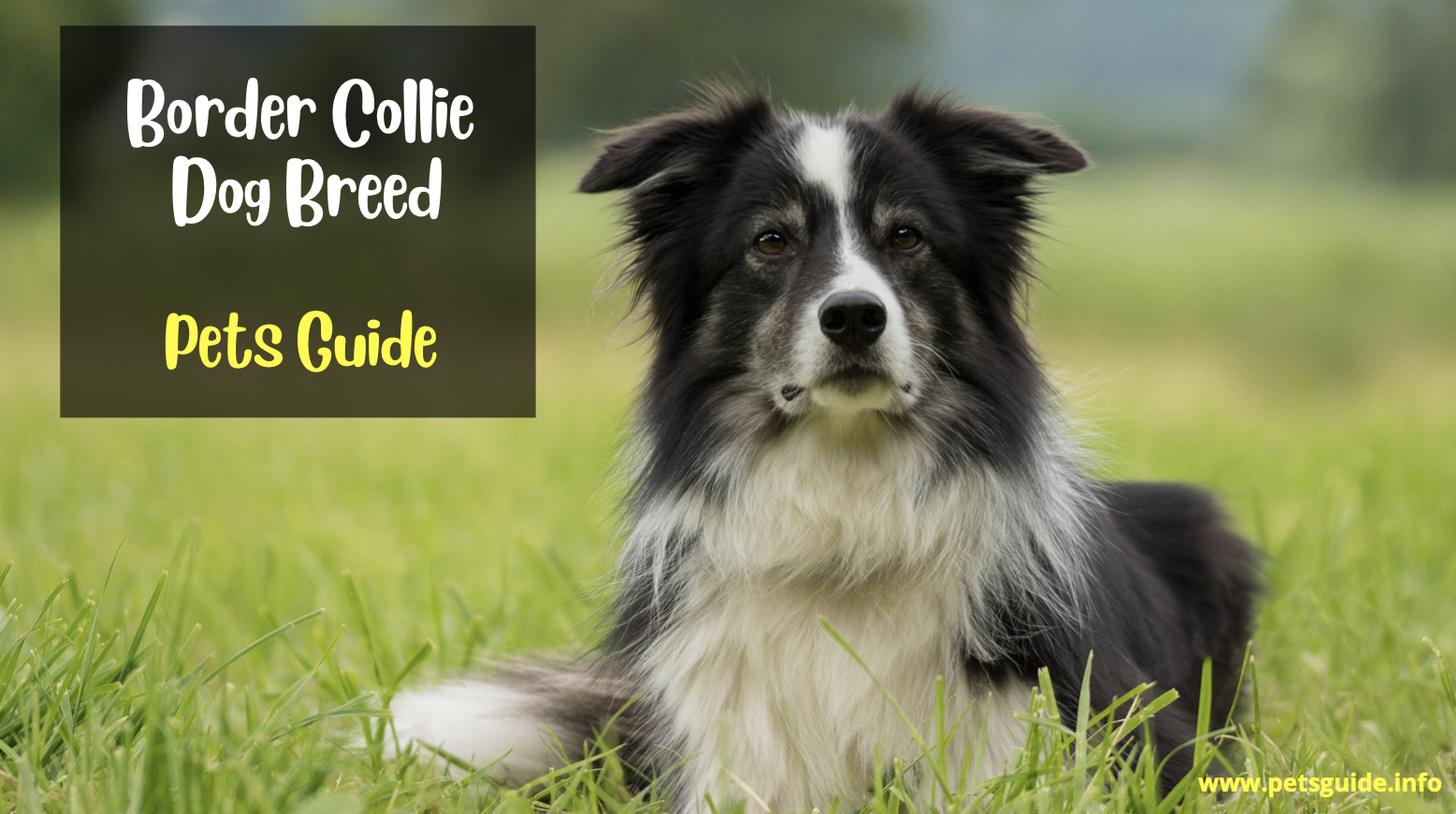 Border Collie Dog Breed (History, Grooming, Cost + Lifespan)