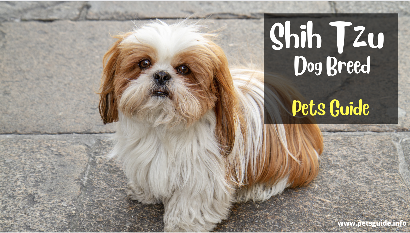 Shih Tzu Dog Breed (History, Grooming, Cost + Lifespan)