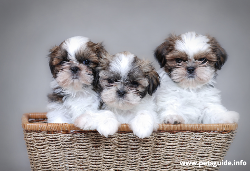 Shih Tzu Dog History