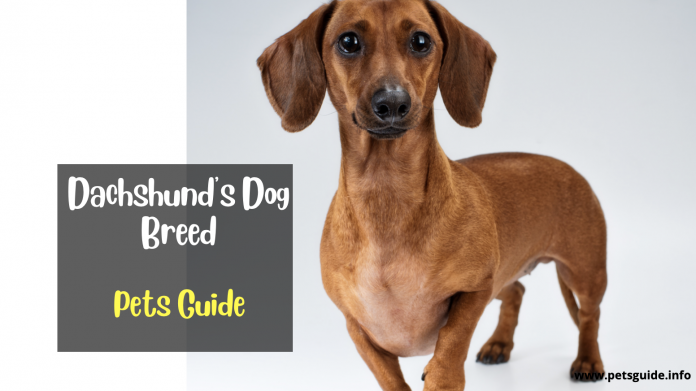 Dachshund Dog Breed Breed (History, Grooming, Cost + Lifespan)