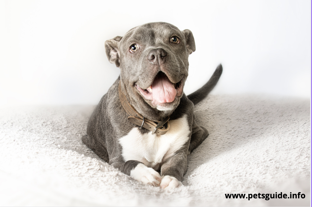 American Pit Bull Terrier Dog Breed 