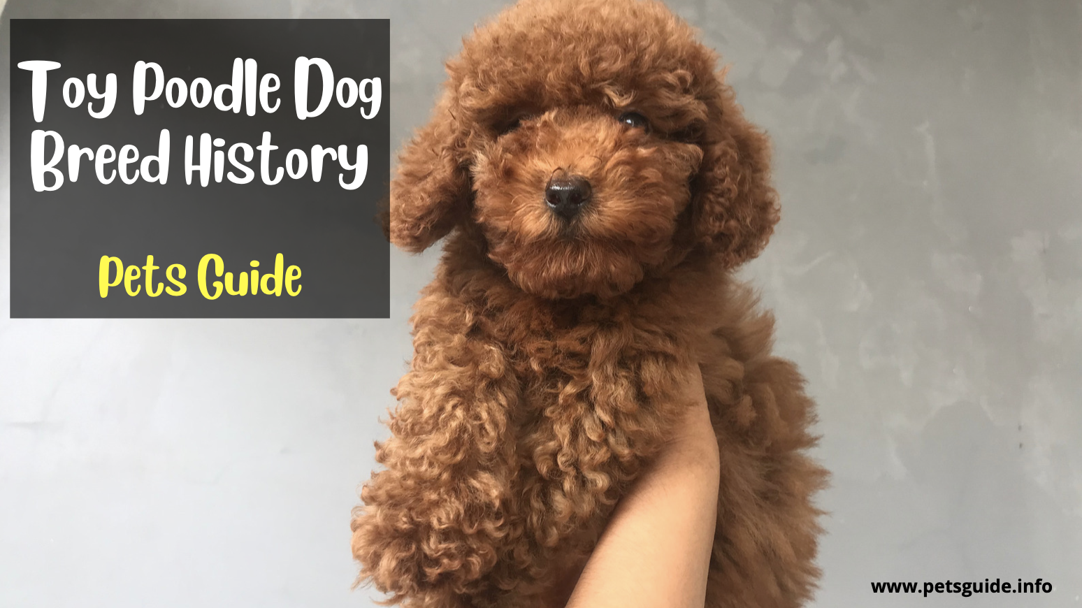 Top 9 Things to Know About Toy Poodle Dog Breed (Pets Guide)