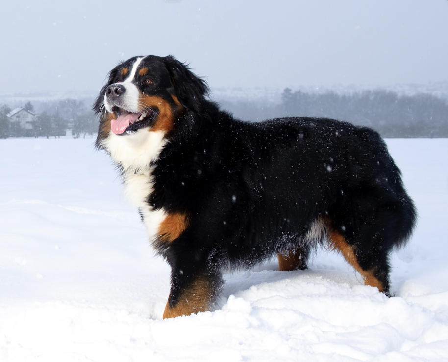 Bernese Mountain Dog