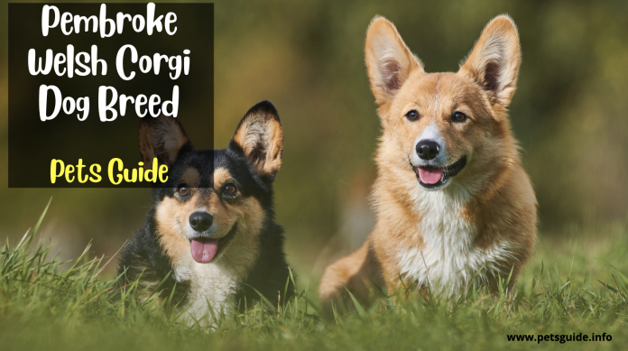 Everything You Need to Know About the Pembroke Welsh Corgi Dog Breed