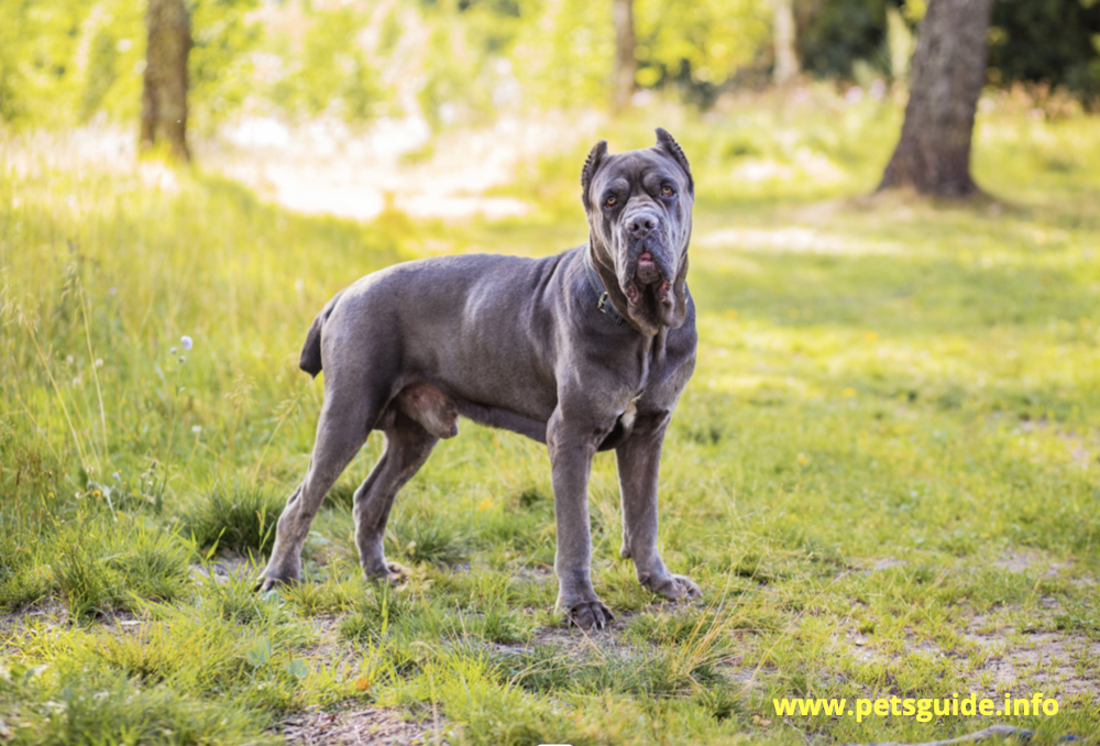 Cane Corso Dog Breed