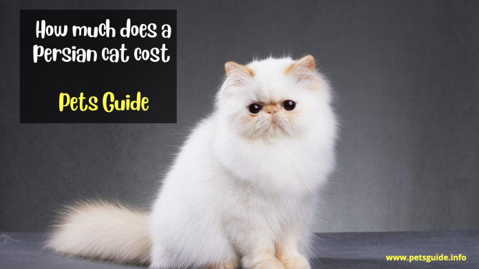 How much does a persian cat cost - 9 Facts to Know (Pets Guide)