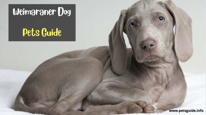 Weimaraner Dogs - 9 Things You Should Know (Dog History + Cost)