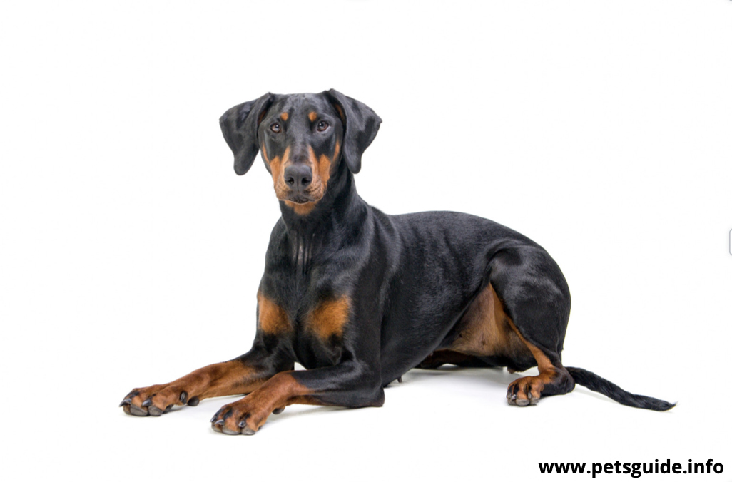 Doberman Pinscher Dog Breed