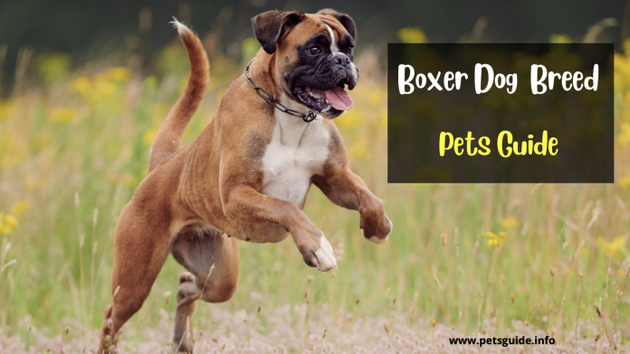 Boxer Dog Breed (History, Grooming, Cost + Lifespan)