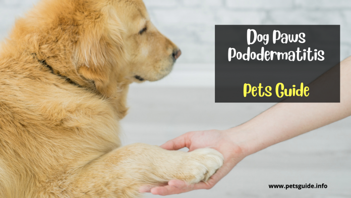 pododermatitis in dogs paws?