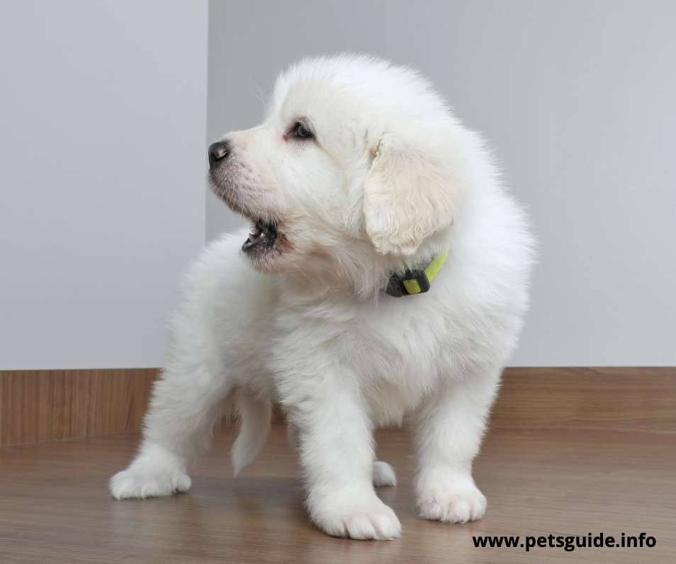 Great Pyrenees Puppy