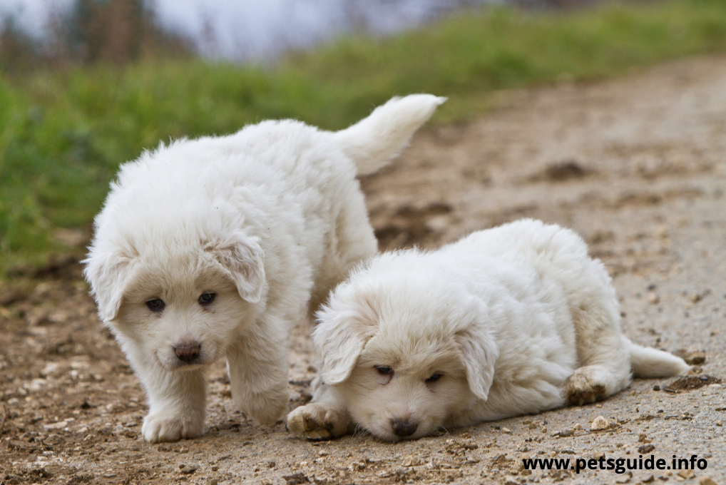 Great Pyrenees Puppies 