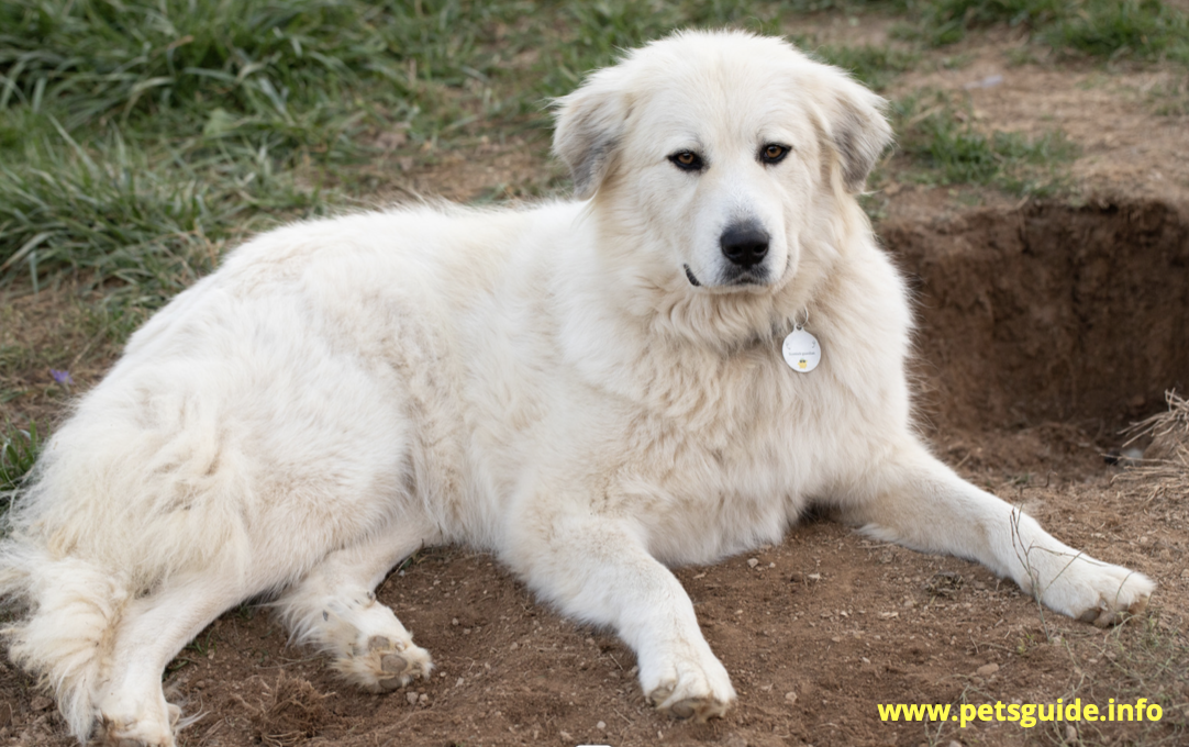 Great Pyrenees Dog Temperament and Appearance