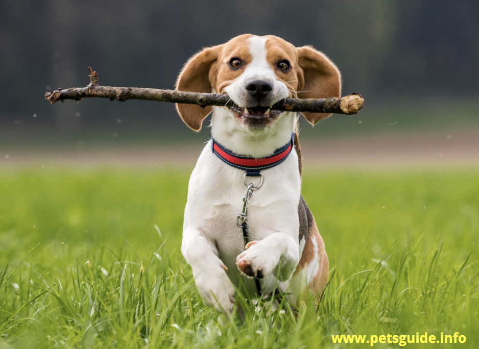 Beagle - Best Companion Dog Breeds 