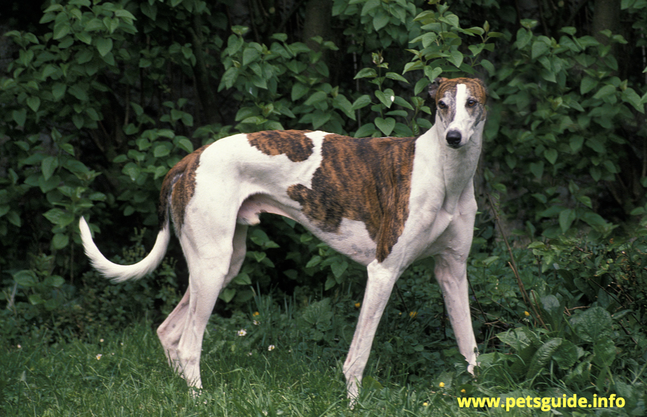 Greyhound - Best Companion Dog Breeds