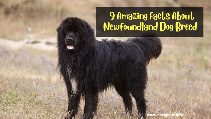 9 Amazing Facts About Newfoundland Dog Breed