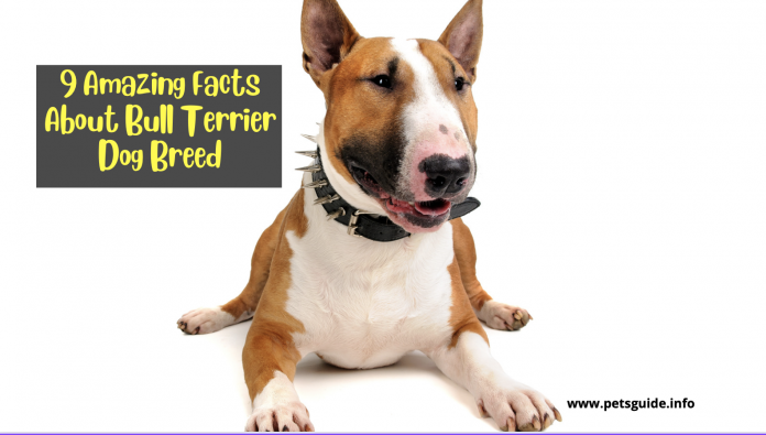 9 Amazing Facts About the About Bull Terrier Dog Breed