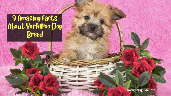 9 Amazing Facts About the Yorkipoo Dog Breed