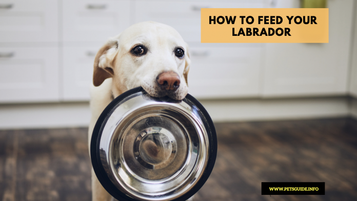 Nutritional Needs for Labrador Retrievers - How to Feed a Labrador Dog