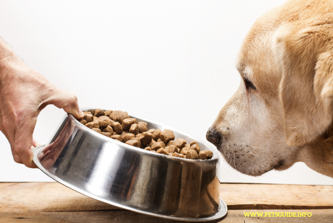 Is kibble healthy for dogs?