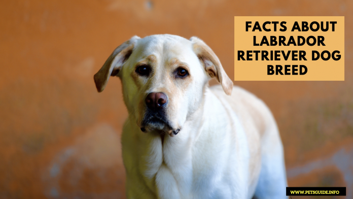 9 Amazing Facts About Labrador Retriever Dog Breed in 2022