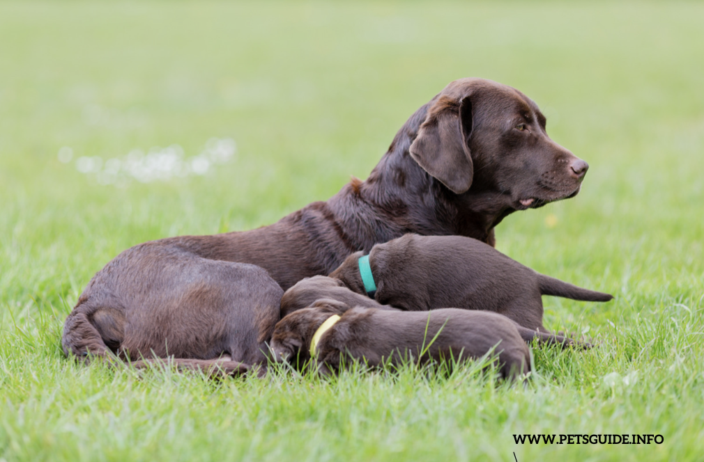 How much does Labrador Retriever Puppies Cost