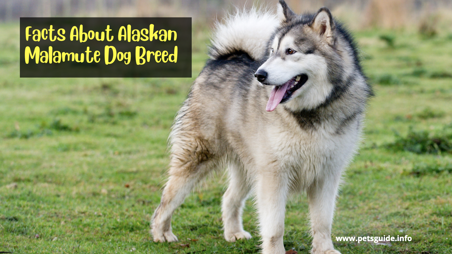 Facts About Alaskan Malamute Dog Breed