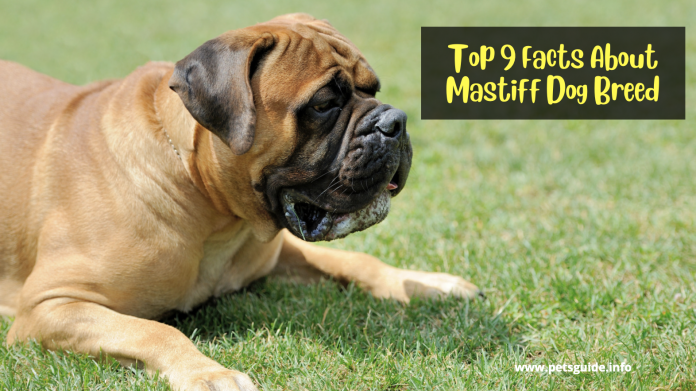 Top 9 Facts About Mastiff Dog Breed