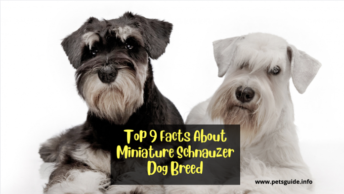 Top 9 Facts About Miniature Schnauzer Dog Breed