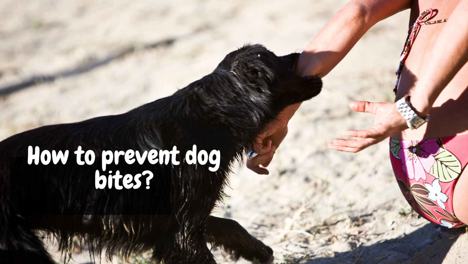 Dog Bite Risk And Prevention: 10 Dog Breeds Implicated In Serious Bite ...