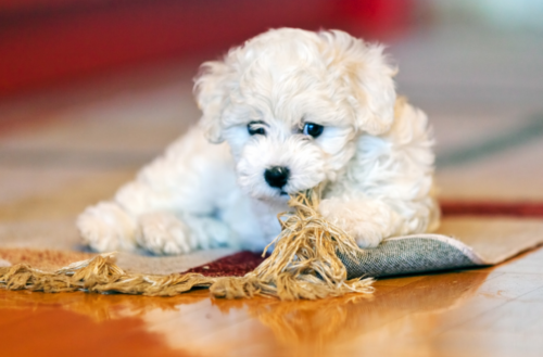 Bichon Frises are low-maintenance - best dogs for apartments