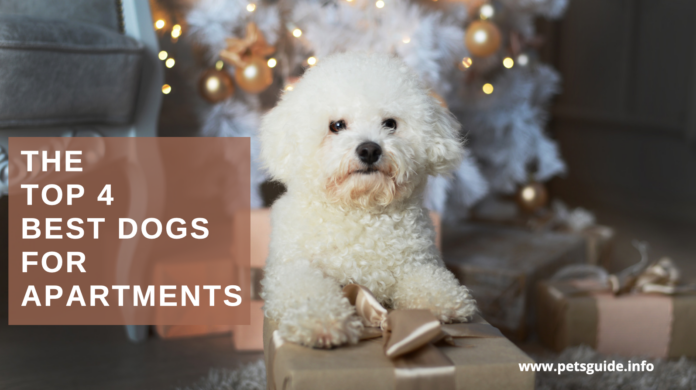 The Top 4 Best Dogs For ApartmentS