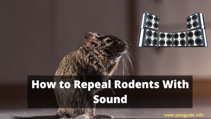 How to Repeal Rodents With Sound